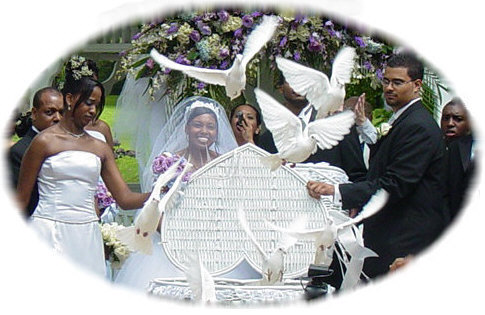 to expect when you release white doves at your wedding